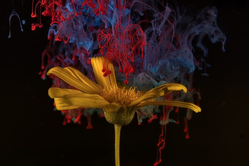 Flower Ink Abstract Colorful Petals Yellow Flower